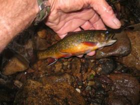  Carbon county native
