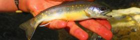 Bradford County Brookie 