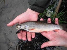 Brookie