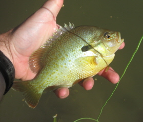 Fatty!