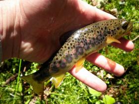 First Fish of the Jam - Mifflin County Freestoner - Jam 2012