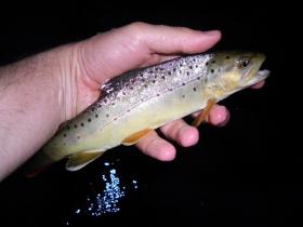 Sulphur Brown - Spring Creek - Jam 2012