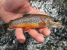 The pretty brookie in Swattie's post below