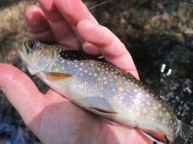brookie