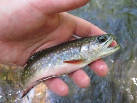 Another brookie