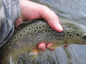 Spring Creek Brown