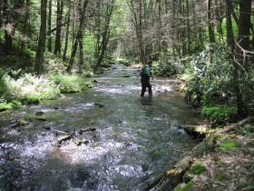 Wissahicken in a flyfisherman's heaven