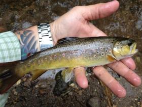 Another Pretty Class A Brown
