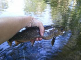 Biggest Brook ive seen or even caught