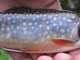 Southern Berks (Native) Brookie Belly