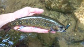 Dark brookie