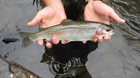 North Branch Bow