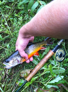 Nicest brook trout I've ever caught