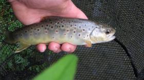 Newbie Dry Fly Brown
