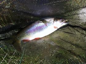 Nice wild bow