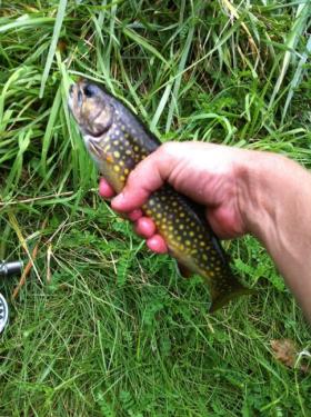 Big brook trout