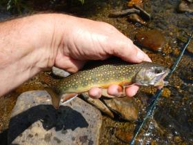 Brookie
