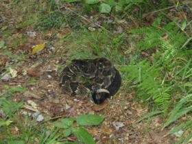 Second rattler in three weeks