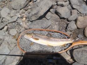 Big Vermont Brown