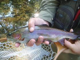 Limestone Bow