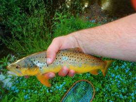 Valley Brown