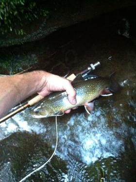 Another big brookie