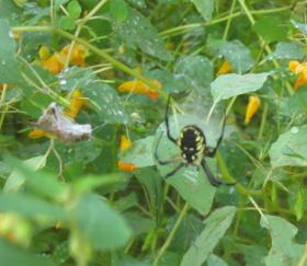 Orb Weaver With Grasshopper