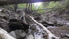 woody debris