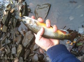 Clearfield County Brookie