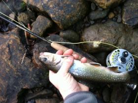 Clearfield County Brookie