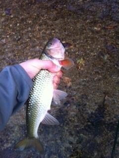 Is this a fallfish?