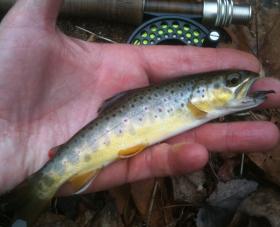 Lancaster Co. wild brownie