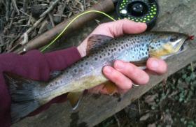 Log Jam Brownie