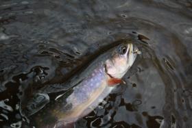 SW PA WILD Brookie