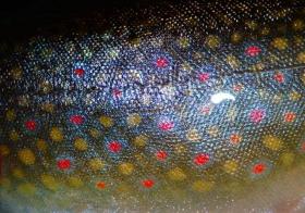 Brookie Spots