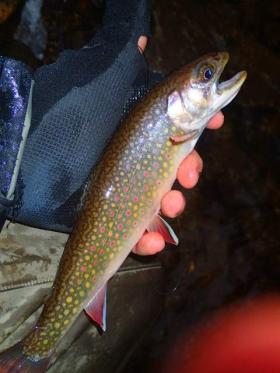 Sharp Fins