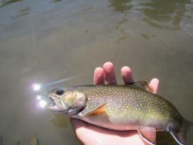Potter County Brookie