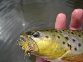 Potter County Brown
