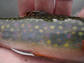 Brookie Belly