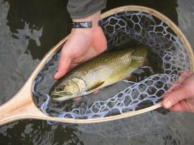 Big Spring Brook Trout