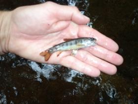 Trout Food