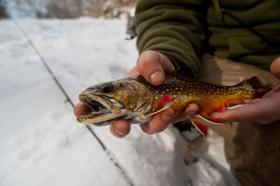 Big Spring Brookie with color