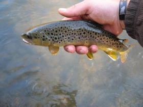 Gunpowder Wild Brown