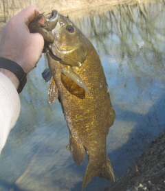 Winter Bass