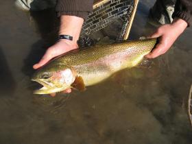 Wild Rainbow
