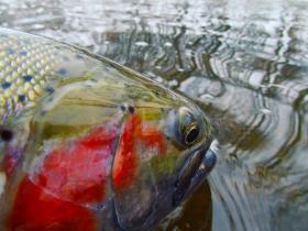 Steelhead Beauty
