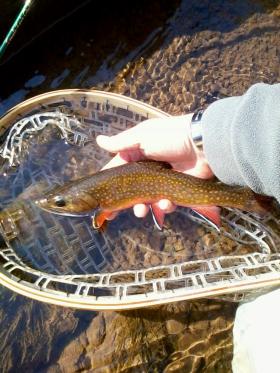 Beautiful Brookie