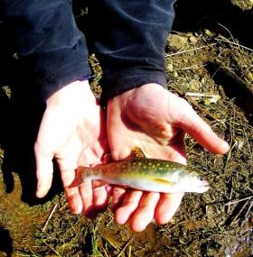 Nice little brookie Chester county