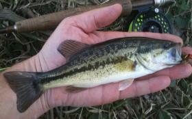 First Bass of 2013