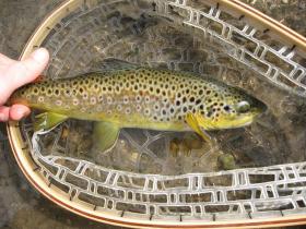 Spring Creek Brown